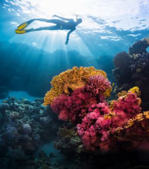 scuba-diving_1_lg.jpg